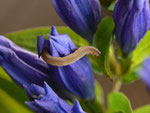 Eupithecia subumbrata (Kräuter-Blütenspanner) / CH BE Habkern, Lombachalp 1750 m, 09. 09. 2020, an Gentiana asclepiadea