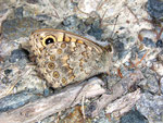 Lasiommata megera (Mauerfuchs) / CH VS Brentschen - Niwenalp 1780 m, 18. 09. 2009