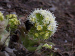 Petasites albus (Pestwurz) / Asteraceae