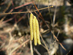 Corylus avellana (Haselstrauch) / Corylaceae
