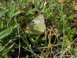 Colias hyale (Goldene Acht) / CH BE Hasliberg 1050 m, 16. 06. 2006