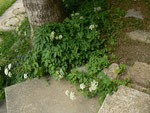 Aegopodium podagraria (Giersch, Geissfuss) / APIACEAE