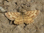 Ematurga atomaria (Heidespanner, Männchen) / CH VD La Comballaz Pierre de Möellé 1550 m, 04. 06. 2015