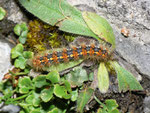 Euplagia quadripunctaria (Russischer Bär, Jungraupe) / CH BE Hasliberg 1180 m, 29. 05. 2016