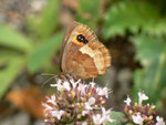 Erebia aethiops  (Graubindiger Mohrenfalter, Weibchen) / CH BE Hasliberg 1240 m, 10. 08. 2015