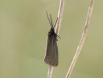 Heterogynis andalusica / Spanien, Region Valencia, Alcoy-Benasau 702 m, 04. 05. 2012