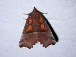 Scoliopteryx libatrix (Zackeneule) / CH VS Goppenstein Bahnhofunterführung 1216 m, 23. 09. 2009