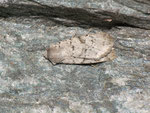 Epipsilia grisescens (Bergwiesen-Bodeneule) / CH VS Täsch 1480 m, 03. 09. 2013