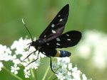 Amata phegea (Weissfleck-Widderchen) / CH GR Calancatal Misox Sta. Maria 1100 m, 21. 06. 2011