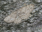 Hypomecis punctinalis (Aschgrauer Rindenspanner) / CH TI Maggiatal oberhalb Maggia 550 m, 04. 05. 2011