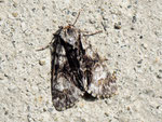 Acronicta alni (Erlen-Rindeneule) / CH BE Hasliberg 1050 m, 20. 08. 2011