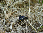 Amata phegea (Weissfleck-Widderchen) / CH TI Faido, Chironico, Valle937 m, 07. 07. 2025 (Eiablage)