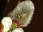 Xanthia icteritia / Jungräupchen an Kätzchen von gefällter Salix caprea