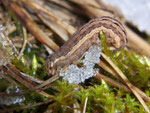 Xestia xanthographa (Braune Spätsommer-Bodeneule) / CH BE Hasliberg 1050 m, 14. 02. 2007