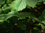 Apoda limacodes (Grosser Schneckenspinner) / CH BE Hasliberg 1070 m, 04. 10. 2020, an Acer pseudoplantanus, Blatt-US