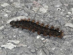 Diacrisia sannio (Rotrandbär) / CH VD La Comballaz Pierre de Möellé 1670 m, 04. 06. 2015