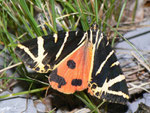 Euplagia quadripunctaria (Russischer Bär) / CH BE Hasliberg 1050 m, 14. 08. 2011