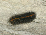 Spilosoma lubricipeda (Weisse Tigermotte) / CH VS Lötschental, Ferden, Faldumalp 2100 m, 22. 10. 2012