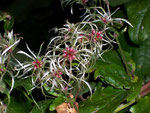 Clematis vitalba (Waldrebe) / Ranunculaceae