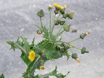 Sonchus asper (Rauhe Gänsedistel) / Asteraceae