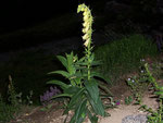 Digitalis lutea (Gelber Fingerhut) / Scrophulariaceae