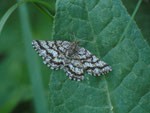 Ematurga atomaria (Heidespanner, Weibchen) / CH GR Rona 1450 m, 07. 06. 2014