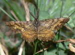 Ematurga atomaria (Heidespanner, Männchen) / CH VS Ravoire 1150 m, 19. 04. 2011