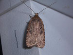 Agonopterix sp. / CH BEHasliberg 1050 m, 03. 12. 2006