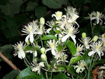 Clematis vitalba (Waldrebe) / Ranunculaceae
