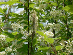 Prunus padus (Traubenkirsche) Rosaceae