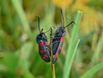 Zygaena filipendulae (Sechsfleck-Widderchen) / CH BE Hohgant 1460 m, 30. 07. 2012