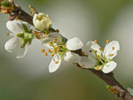 Prunus spinosa (Schlehdorn) / Rosaceae