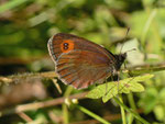 Erebia aethiops  (Graubindiger Mohrenfalter, Männchen) / CH BE Hasliberg 1240 m, 01. 08. 2013