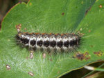 Acronicta euphorbiae (Wolfsmilch-Rindeneule) / Italien Valpelline Glacier-By 1620 m, 09. 09. 2008