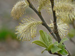 Salix caprea (Salweide) / Salicaceae