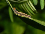 Anorthoa munda (Zweifleck-Kätzcheneule) / CH_BE Hasliberg 1080 m, 26. 05. 2020 (Freilandfund)