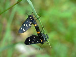 Amata phegea (Weissfleck-Widderchen) / CH GR Calancatal Selma, 28. 06. 2011