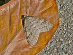 Trichopteryx carpinata (Hellgrauer Lappenspanner, Weibchen) / CH BE Hasliberg 1050 m, 17. 04. 2013