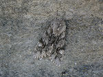 Brachionycha nubeculosa (Frühlings-Rauhhaareule) / CH BE Hasliberg 1050 m, 29. 03. 2014