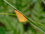 Setina irrorella (Steinflechtenbär) / UR Meiental Färnigen Schwandi 1566 m, 22. 07. 2013