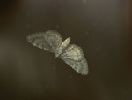 Eupithecia vulgata (Gemeiner Blütenspanner) / CH BE Hasliberg 1050 m, 11. 06. 2014