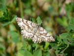 Ematurga atomaria (Heidespanner, Weibchen) / CH VD Lac de l'Hongrin 1343 m, 10. 06. 2016