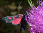 Zygaena lonicerae (Grosses Fünffleck-Widderchen) / CH VS Zwischbergental 1450 m, 23. 07. 2008