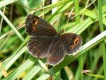 Erebia aethiops  (Graubindiger Mohrenfalter, Weibchen) / CH TI Val Collo Bogno 1110 m, 25. 07. 2011