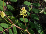 Astragalus glycyphyllos (Süsser Tragant) / Fabaceae