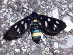Amata phegea (Weissfleck-Widderchen) / CH TI Verzascatal, 11. 07. 2007