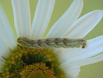 Eupithecia absinthiata (Kreuzkraut-Blütenspanner) / CH BE Hasliberg 1150 m, 09. 10. 2014