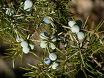 Juniperus communis (Wacholder) / Cupressaceae