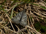 Metaxmeste phrygialis / CHVS Goms, Reckingen, Bäreschlüecht zum Chäller 1951 m, 02. 07. 2021 