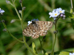 Callistege mi (Klee-Bunteule) / CH NW Emmetten Zingel Richtung Niederbauen 1240 m, 13. 06. 2014